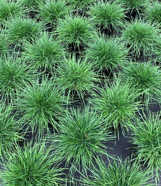 Deschampsia cespitosa 'Goldtau' - Tufted Hairgrass from Pleasant Run Nursery