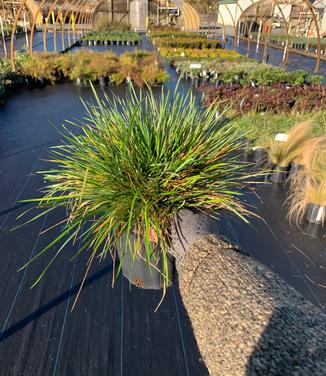 Deschampsia cespitosa 'Goldtau' - Tufted Hairgrass from Pleasant Run Nursery