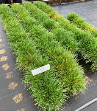 Deschampsia cespitosa 'Goldtau'