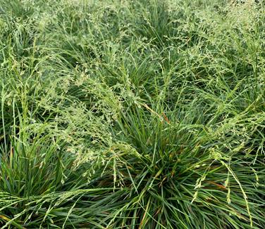 Deschampsia cespitosa 'Goldtau' - Tufted Hairgrass from Pleasant Run Nursery