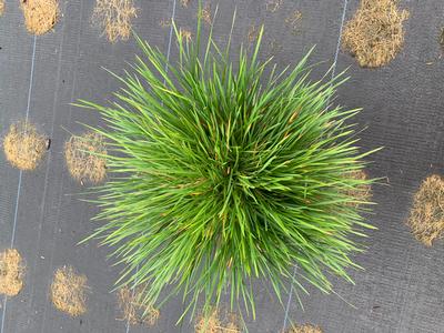 Deschampsia cespitosa 'Goldtau'