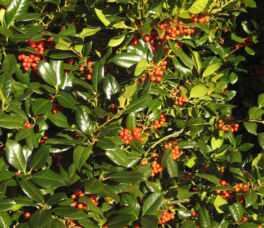 Ilex x Nellie R. Stevens - Holly