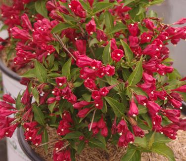 Weigela florida Sonic Bloom 'Red' 