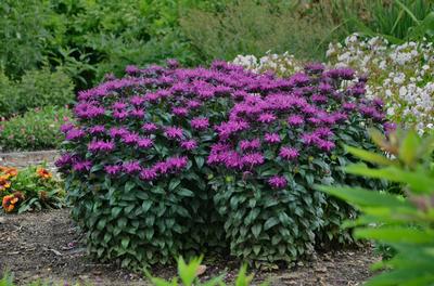 Monarda x Sugar Buzz 'Rockin' Raspberry'