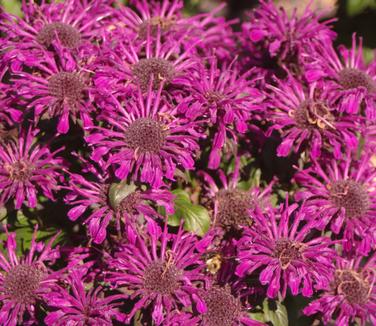 Monarda x Sugar Buzz 'Rockin' Raspberry' (Walters)