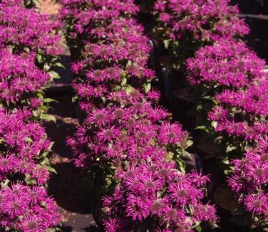 Monarda x Sugar Buzz 'Rockin' Raspberry'