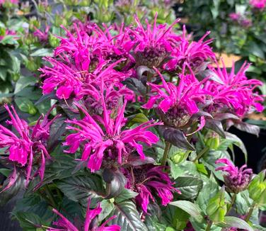 Monarda x 'Sugar Buzz 'Rockin' Raspberry'' - Bee Balm from Pleasant Run Nursery