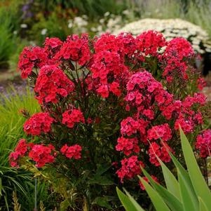 Phlox paniculata Red Riding Hood