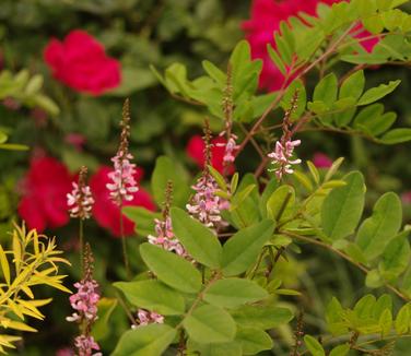 Indigofera amblyantha (@ Untermyer Gardens)