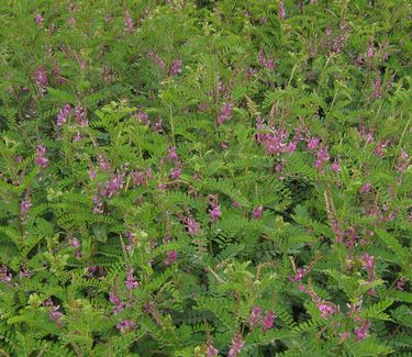 Indigofera amblyantha - Indigo