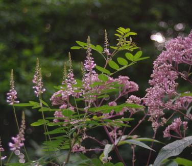 Indigofera amblyantha