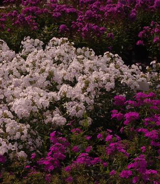 Phlox x 'Fashionably Early Crystal'