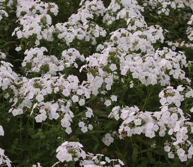 Phlox x 'Fashionably Early Crystal'