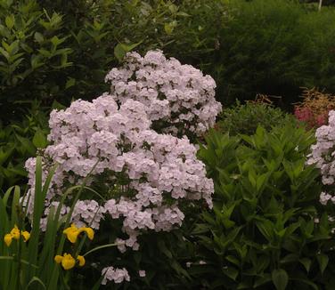 Phlox x 'Fashionably Early Crystal'