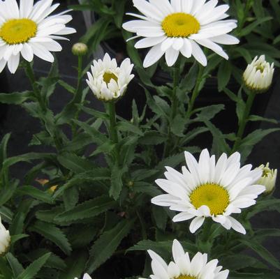 Leucanthemum x superbum Snowcap