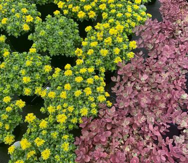 Sedum x 'Little Miss Sunshine' - (on left & Firecracker on right)