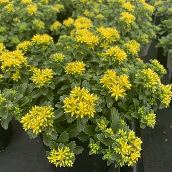 Sedum x 'Little Miss Sunshine' (Walters)