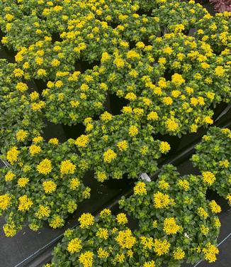 Sedum x 'Little Miss Sunshine' - Stonecrop from Pleasant Run Nursery