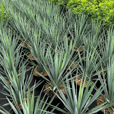 Yucca rigida Blue Sentry