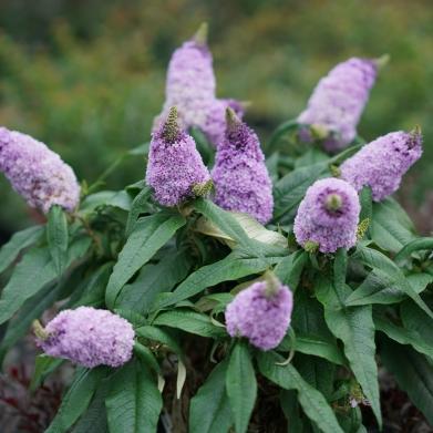 Buddleia x Pugster Amethyst (Spring Meadow)