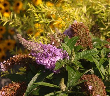 Buddleia x Pugster 'Amethyst'