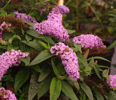 Buddleia x Pugster 'Amethyst'