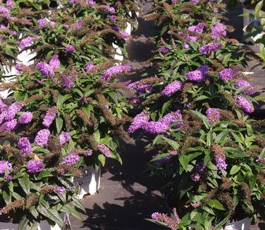 Buddleia x Pugster 'Amethyst'