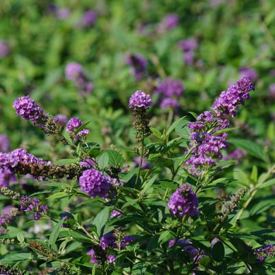 Buddleia x Lo & Behold® 'Blue Chip'