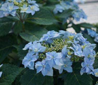 Hydrangea serrata Tuff Stuff Ah-Ha (Spring Meadow)