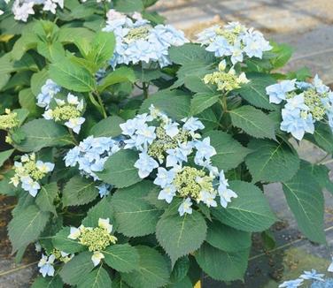 Hydrangea serrata Tuff Stuff Ah-Ha (Spring Meadow)