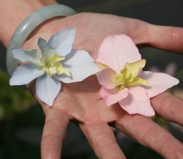 Hydrangea serrata Tuff Stuff Ah-Ha (Spring Meadow)