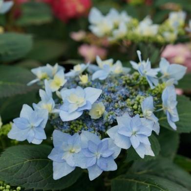 Hydrangea serrata Tuff Stuff Ah-Ha (Spring Meadow)