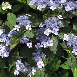 Hydrangea serrata Blue Bird