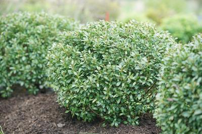 Ilex glabra Strongbox (Photo Spring Meadow Nursery)