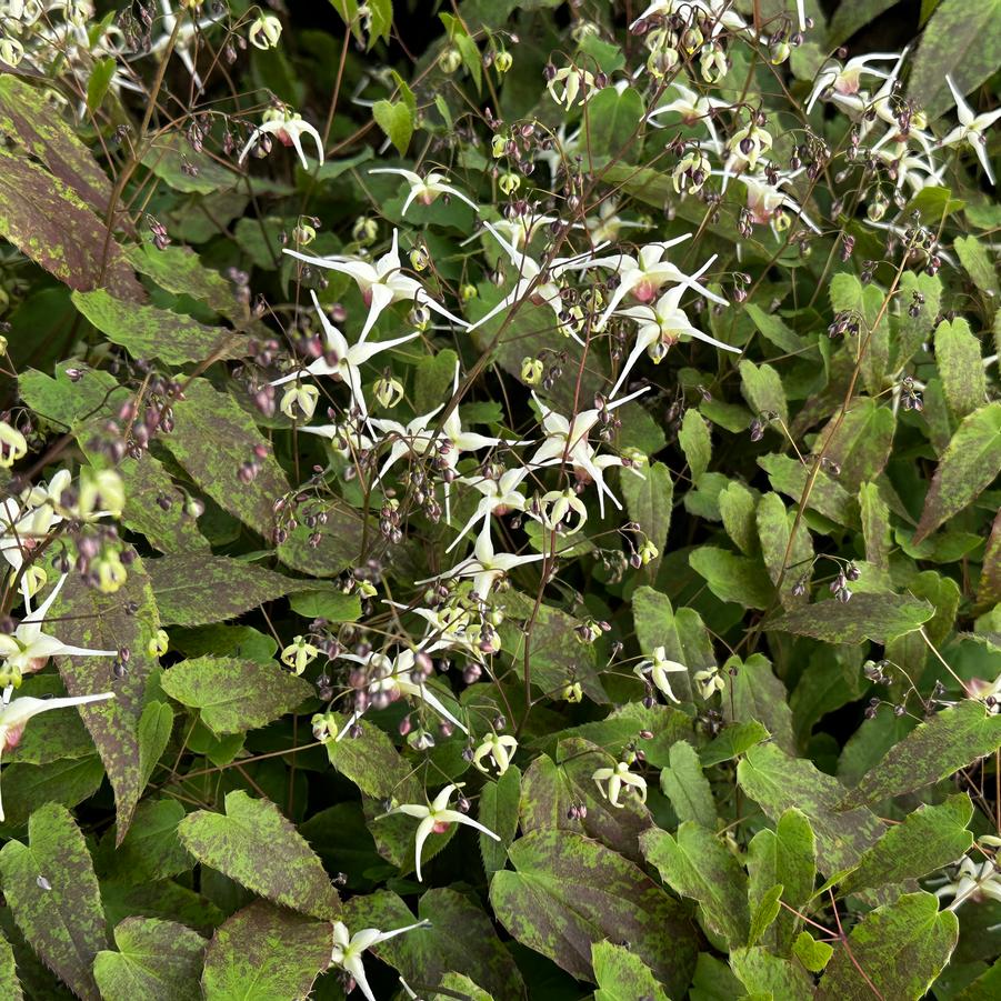 Epimedium x 'Domino' 