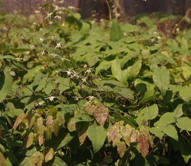 Epimedium x 'Domino'