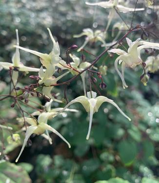 Epimedium x 'Domino' - Barrenwort from Pleasant Run Nursery