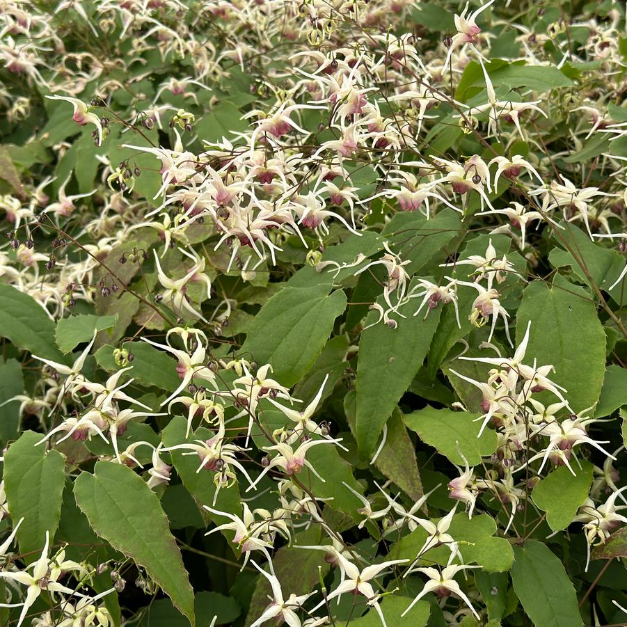 Epimedium x 'Domino' - Barrenwort from Pleasant Run Nursery