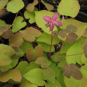 Epimedium grandiflorum Rose Queen