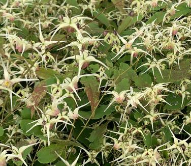 Epimedium x 'Domino' - Barrenwort from Pleasant Run Nursery