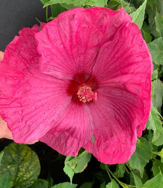 Hibiscus x 'Luna™ 'Rose'' - Common Mallow from Pleasant Run Nursery