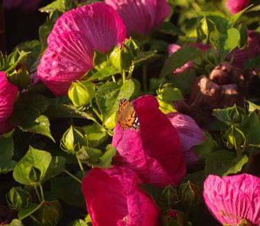 Hibiscus x Luna 'Rose' - Common Mallow from Pleasant Run Nursery