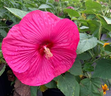 Hibiscus x Luna 'Rose'