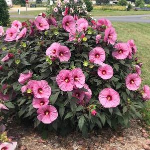 Hibiscus x Summerific® 'Berry Awesome'