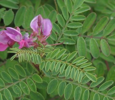 Indigofera gerardiana (syn. heterantha) - Himalayan Indigo