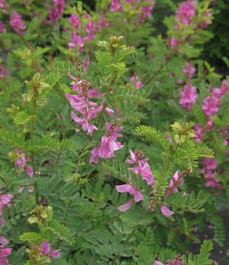 Indigofera gerardiana (syn. heterantha) 