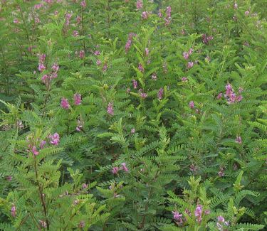 Indigofera gerardiana (syn. heterantha)