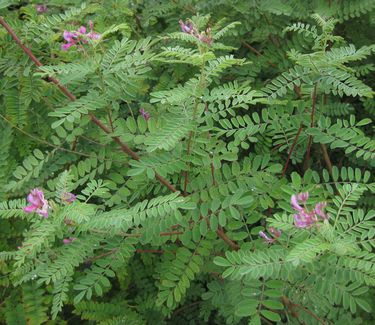 Indigofera gerardiana (syn. heterantha) - Himalayan Indigo