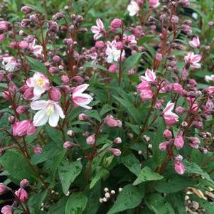 Deutzia x rosea Nikko Blush