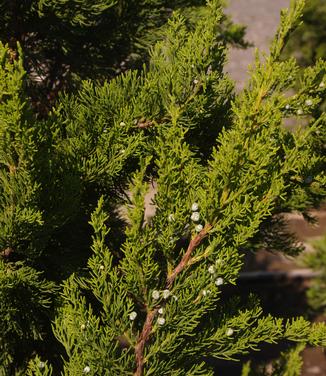 Juniperus chinensis Torulosa